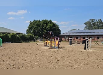 Holsteiner, Stute, 7 Jahre, 166 cm, Dunkelbrauner