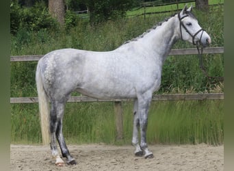 Holsteiner, Stute, 7 Jahre, 166 cm, Schimmel