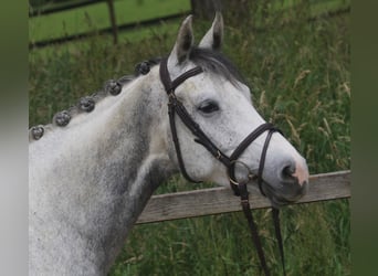 Holsteiner, Stute, 7 Jahre, 166 cm, Schimmel