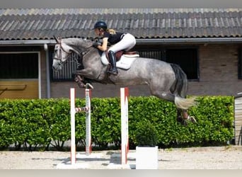 Holsteiner, Stute, 7 Jahre, 167 cm, Apfelschimmel