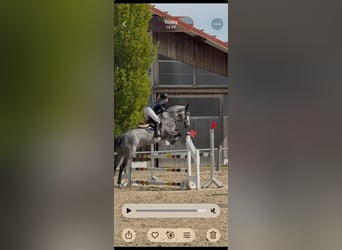 Holsteiner, Stute, 7 Jahre, 167 cm, Apfelschimmel