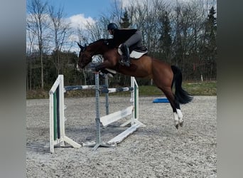 Holsteiner, Stute, 7 Jahre, 167 cm, Brauner