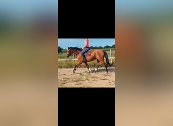 Holsteiner, Stute, 7 Jahre, 167 cm, Brauner