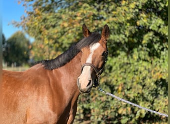 Holsteiner, Stute, 7 Jahre, 167 cm, Brauner