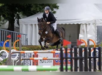 Holsteiner, Stute, 7 Jahre, 167 cm, Dunkelbrauner