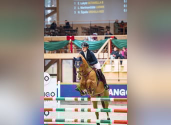 Holsteiner, Stute, 7 Jahre, 167 cm, Fuchs