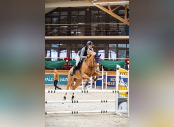 Holsteiner, Stute, 7 Jahre, 167 cm, Fuchs