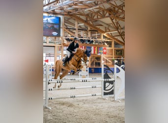 Holsteiner, Stute, 7 Jahre, 167 cm, Fuchs