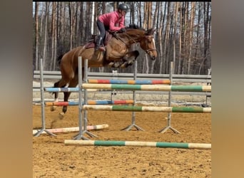 Holsteiner, Stute, 7 Jahre, 167 cm, Rotbrauner