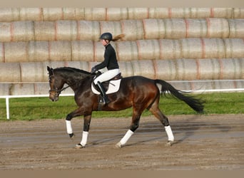 Holsteiner, Stute, 7 Jahre, 167 cm, Schwarzbrauner