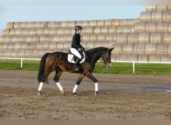 Holsteiner, Stute, 7 Jahre, 167 cm, Schwarzbrauner