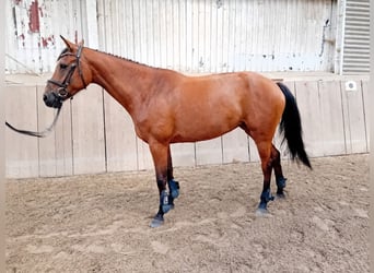 Holsteiner, Stute, 7 Jahre, 168 cm, Brauner