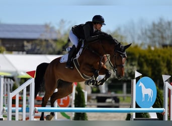 Holsteiner, Stute, 7 Jahre, 168 cm, Brauner