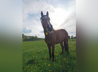 Holsteiner, Stute, 7 Jahre, 168 cm, Brauner