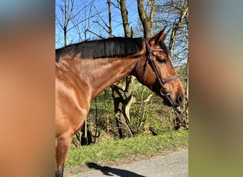 Holsteiner, Stute, 7 Jahre, 168 cm, Brauner