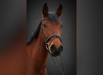 Holsteiner, Stute, 7 Jahre, 168 cm, Brauner