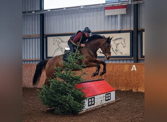 Holsteiner, Stute, 7 Jahre, 168 cm, Brauner