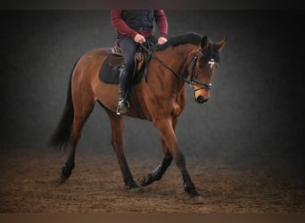 Holsteiner, Stute, 7 Jahre, 168 cm, Brauner