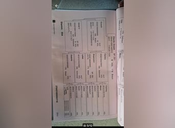 Holsteiner, Stute, 7 Jahre, 168 cm, Dunkelbrauner