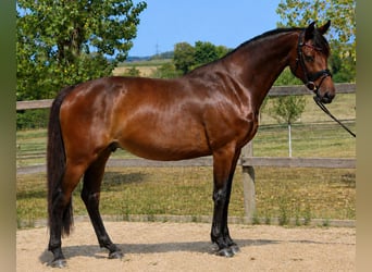 Holsteiner, Stute, 7 Jahre, 168 cm, Schwarzbrauner