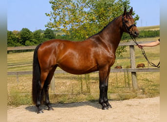 Holsteiner, Stute, 7 Jahre, 168 cm, Schwarzbrauner
