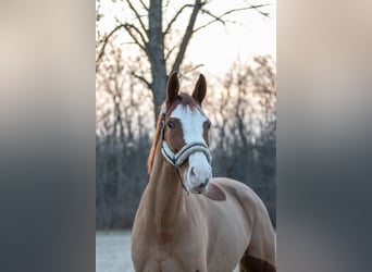 Holsteiner, Stute, 7 Jahre, 169 cm, Fuchs