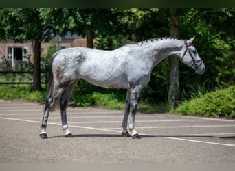 Holsteiner, Stute, 7 Jahre, 169 cm, Schimmel