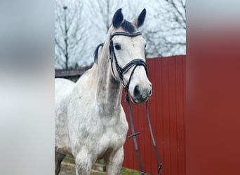 Holsteiner, Stute, 7 Jahre, 170 cm, Apfelschimmel