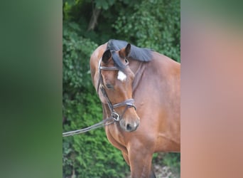 Holsteiner, Stute, 7 Jahre, 170 cm, Brauner