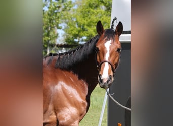Holsteiner, Stute, 7 Jahre, 170 cm, Brauner
