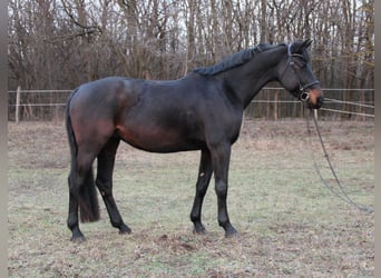 Holsteiner, Stute, 7 Jahre, 170 cm, Rappe