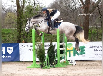 Holsteiner, Stute, 7 Jahre, 170 cm, Schimmel