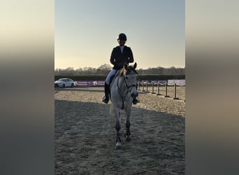 Holsteiner, Stute, 7 Jahre, 170 cm, Schimmel