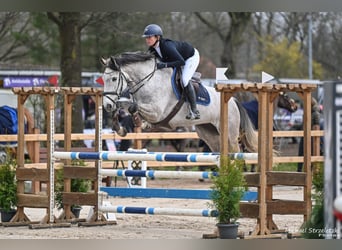 Holsteiner, Stute, 7 Jahre, 170 cm, Schimmel
