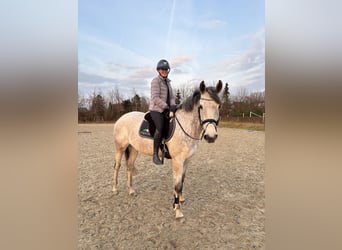 Holsteiner, Stute, 7 Jahre, 170 cm, Schimmel