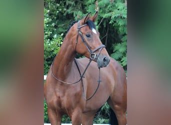 Holsteiner, Stute, 7 Jahre, 172 cm, Brauner
