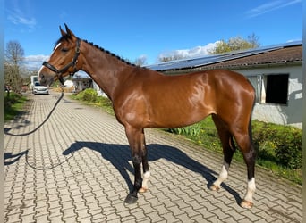 Holsteiner, Stute, 7 Jahre, 172 cm, Brauner