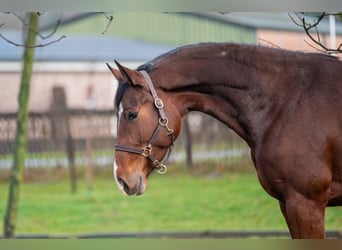 Holsteiner, Stute, 7 Jahre, 172 cm