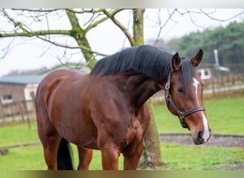 Holsteiner, Stute, 7 Jahre, 172 cm