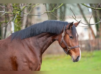 Holsteiner, Stute, 7 Jahre, 172 cm