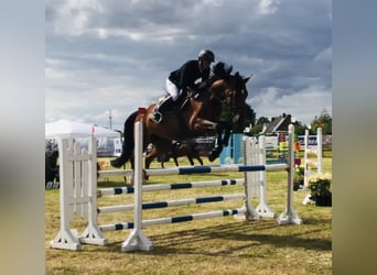Holsteiner, Stute, 7 Jahre, 173 cm, Dunkelbrauner