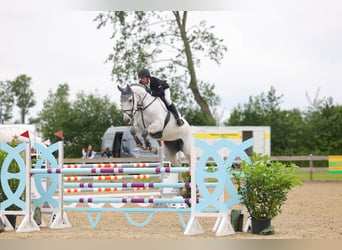 Holsteiner, Stute, 7 Jahre, 173 cm, Schimmel