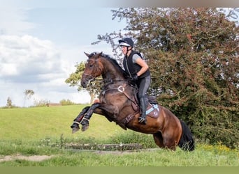 Holsteiner, Stute, 7 Jahre, 174 cm, Brauner