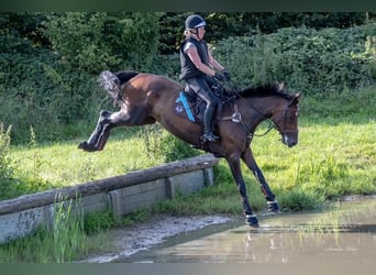 Holsteiner, Stute, 7 Jahre, 174 cm, Brauner