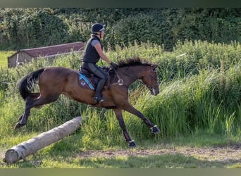 Holsteiner, Stute, 7 Jahre, 174 cm, Brauner