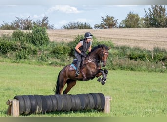 Holsteiner, Stute, 7 Jahre, 174 cm, Brauner