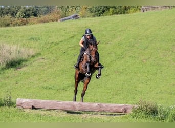 Holsteiner, Stute, 7 Jahre, 174 cm, Brauner