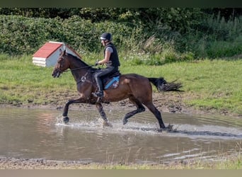 Holsteiner, Stute, 7 Jahre, 174 cm, Brauner