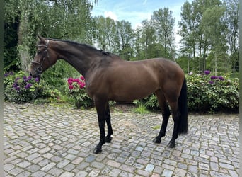 Holsteiner, Stute, 7 Jahre, 174 cm, Brauner
