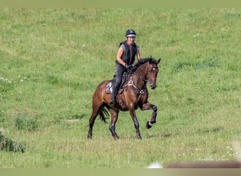 Holsteiner, Stute, 7 Jahre, 174 cm, Brauner